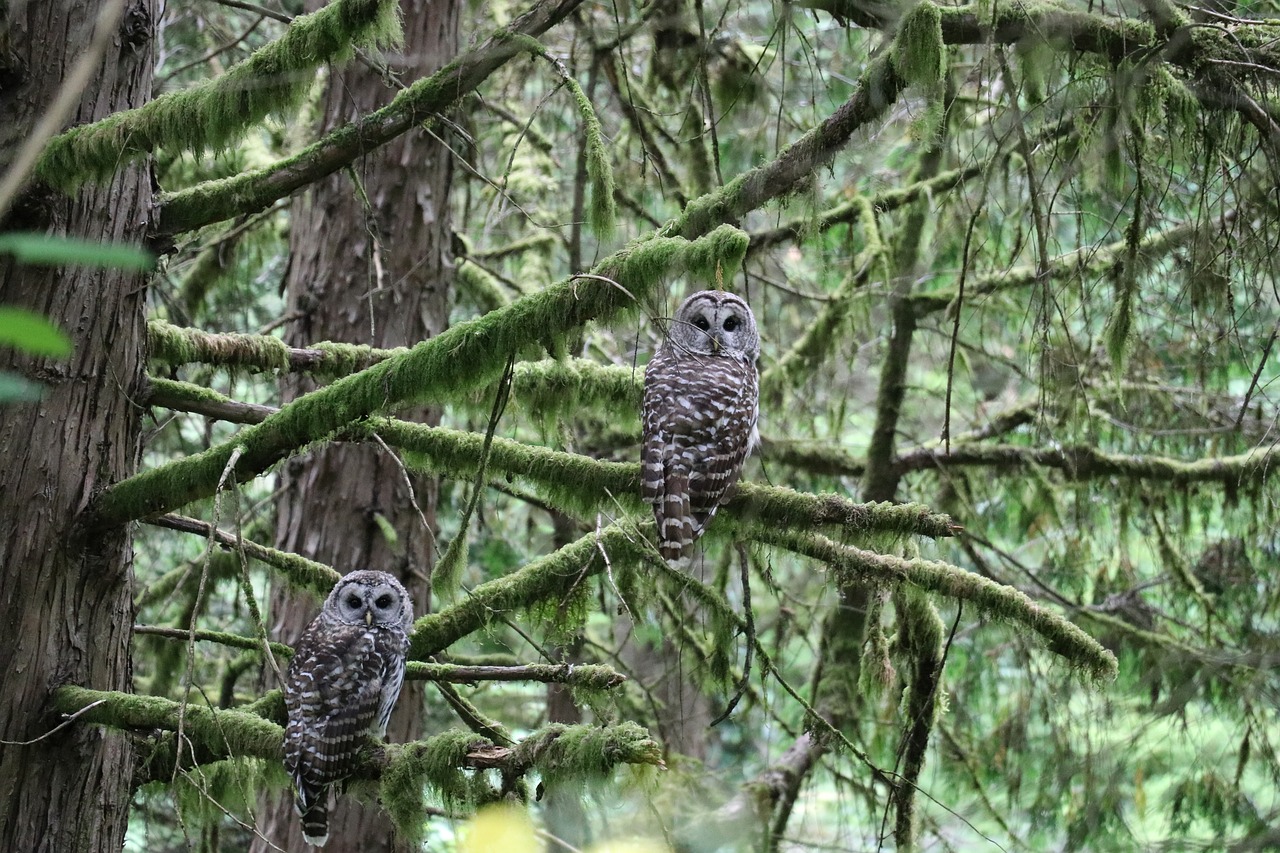 Image - owl oregon tree portland oregon