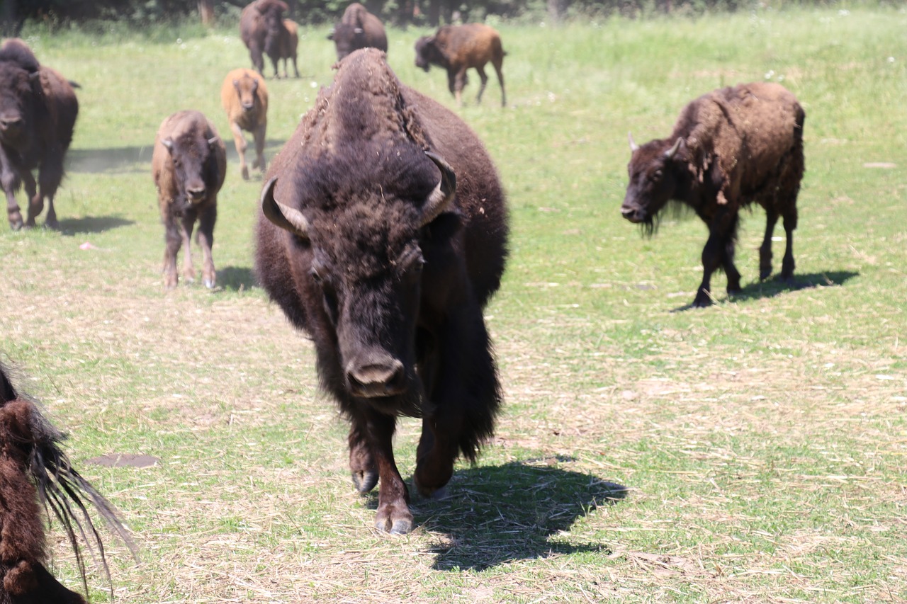 Image - buffalo bison animal wildlife