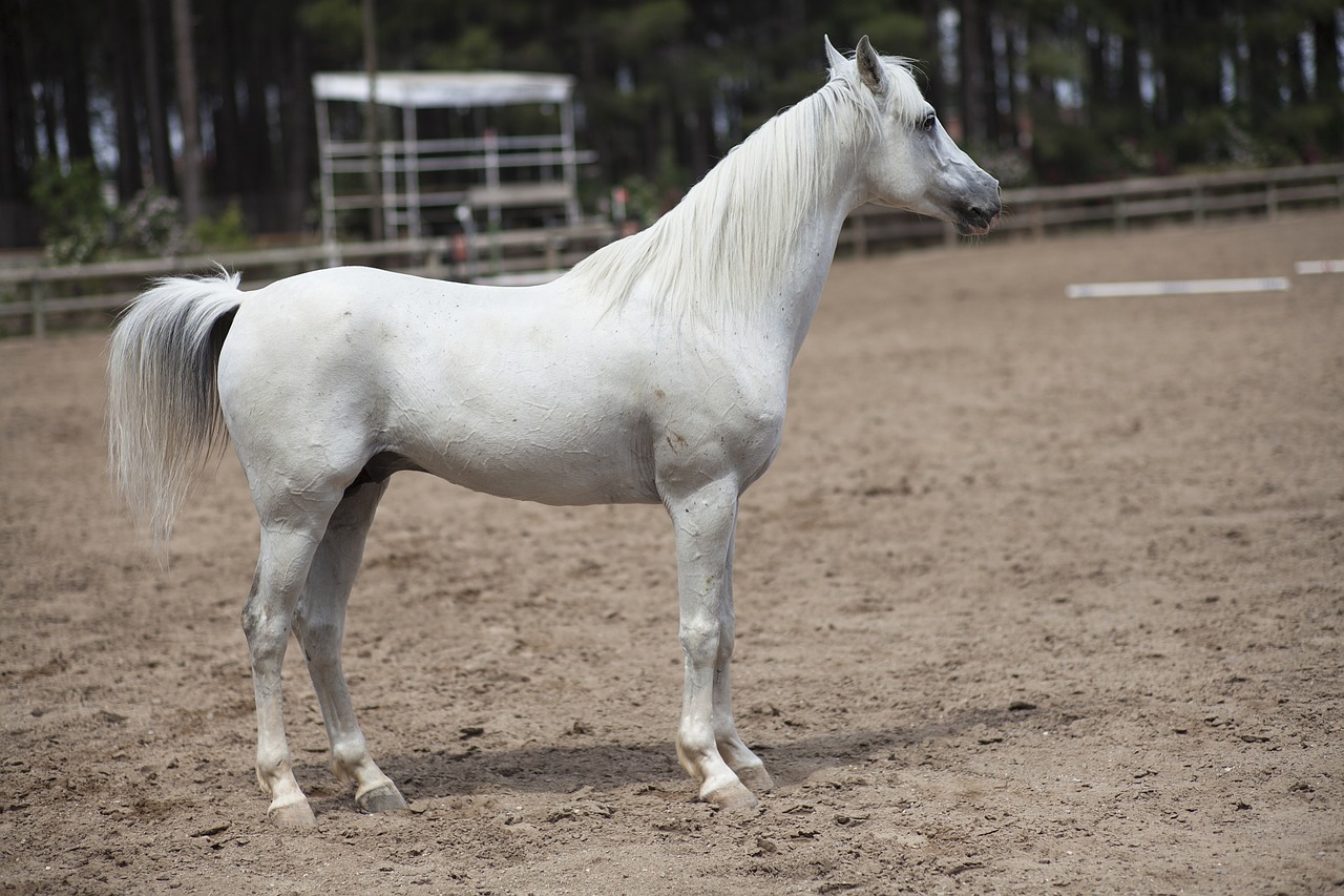 Image - white horse portrait beauty