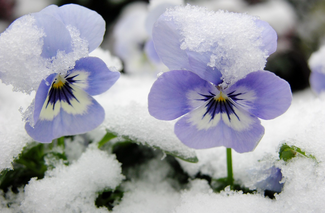 Image - snow flower violets