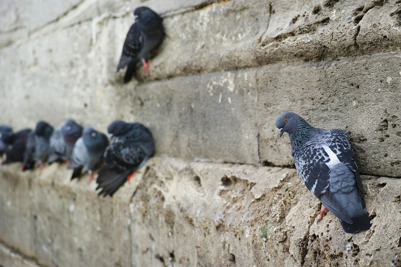 Image - pigeon bird fly macro animal