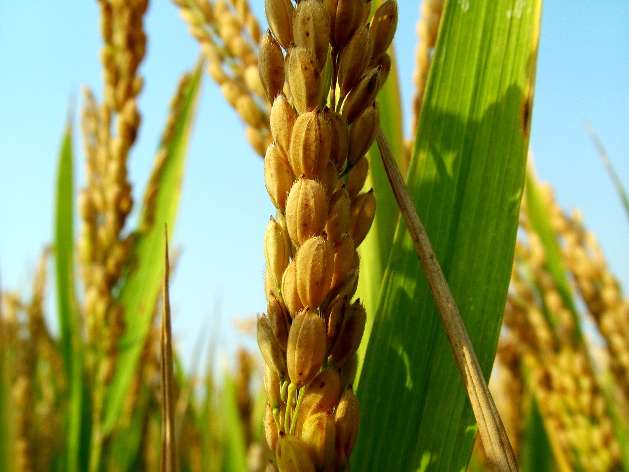 Image - receipt rice harvest