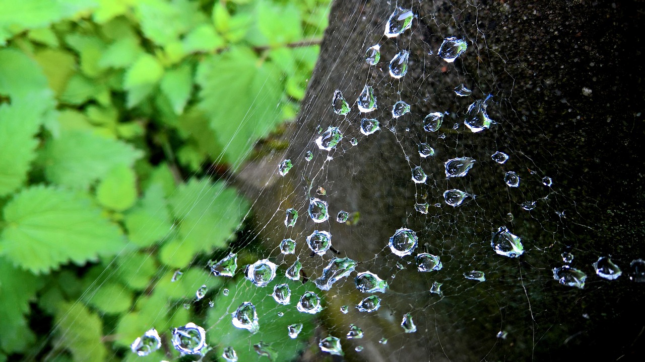 Image - nature spider cobweb wood green