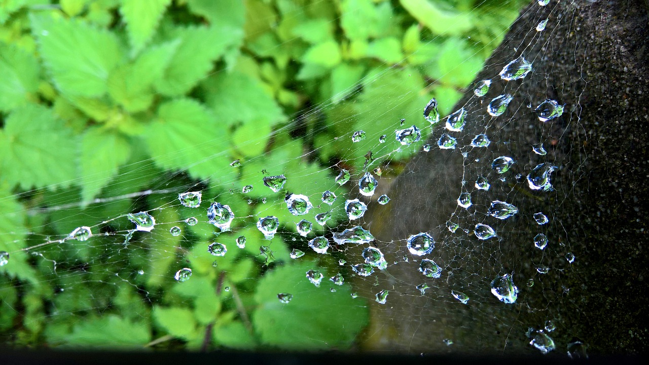 Image - nature spider cobweb wood green