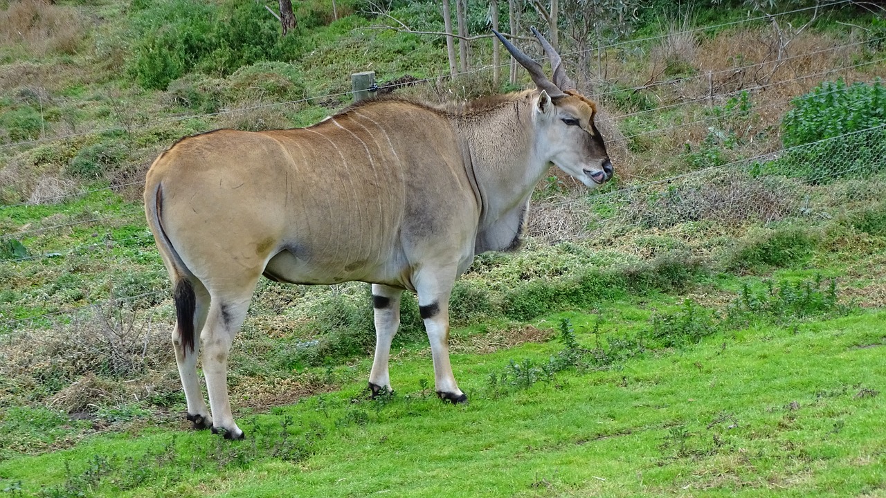 Image - eland antelope oryx hoofed horns