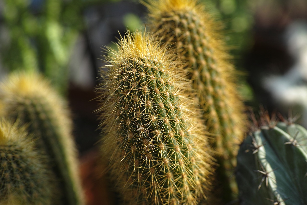 Image - cactus plant green macro flowerpot