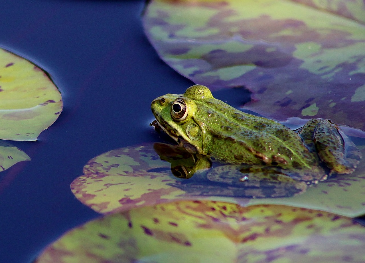 Image - frog pond lily nature animal