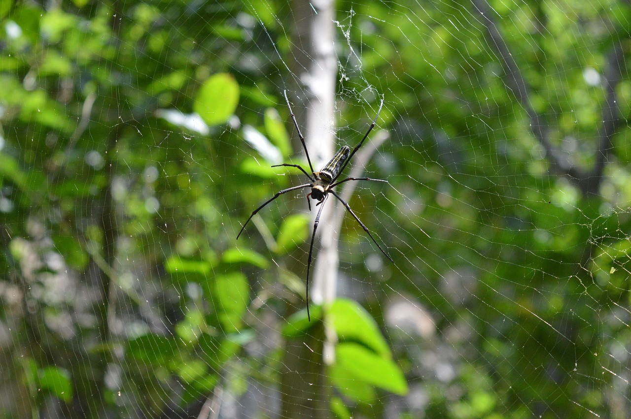 Image - spider thailand poisonous spider