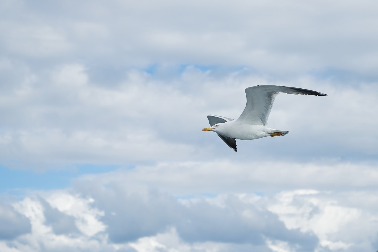 Image - seagull bird birds animal nature