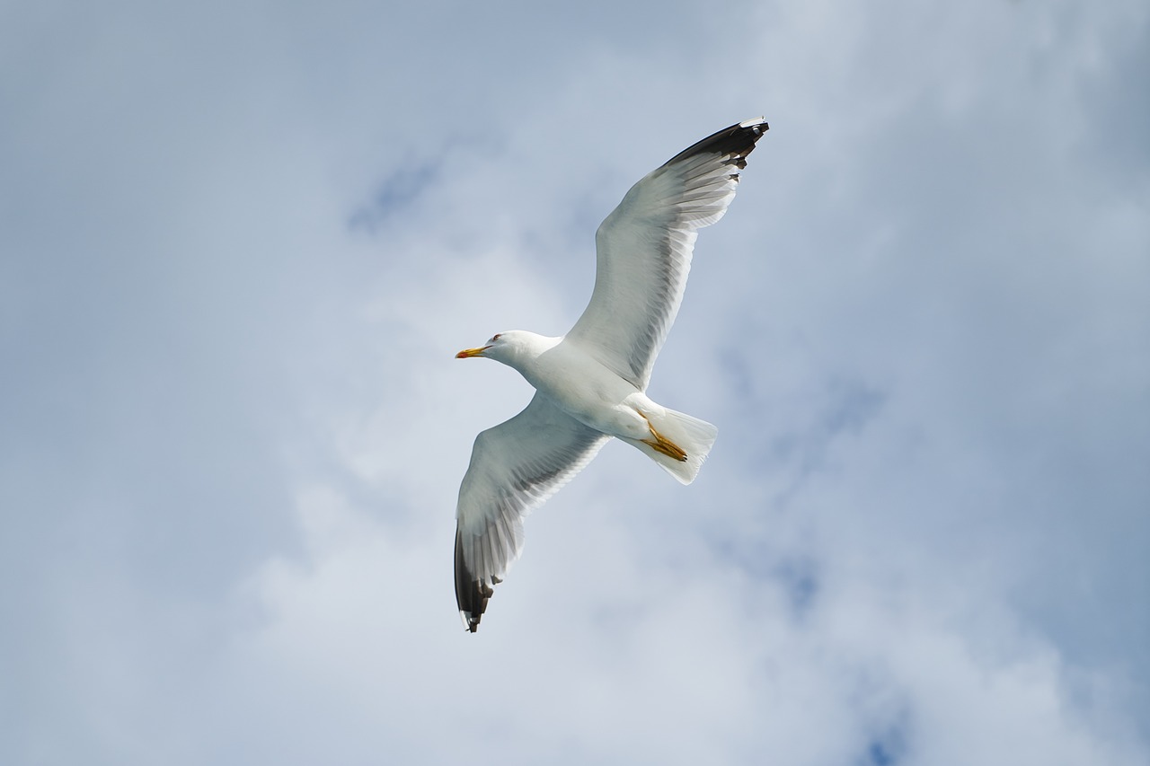 Image - seagull bird birds animal nature