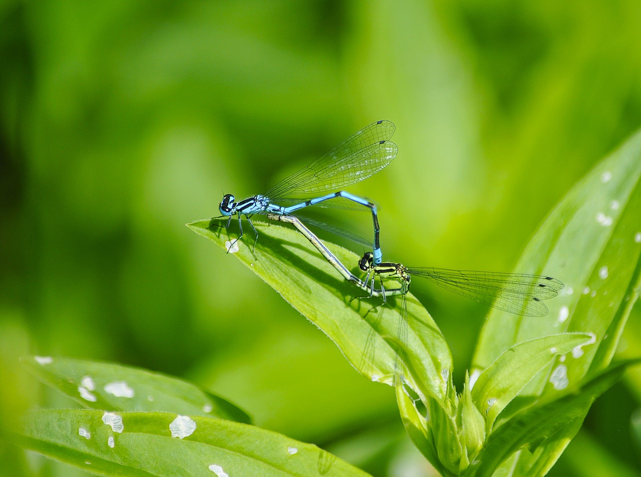 Image - nature macro insects dragonflies