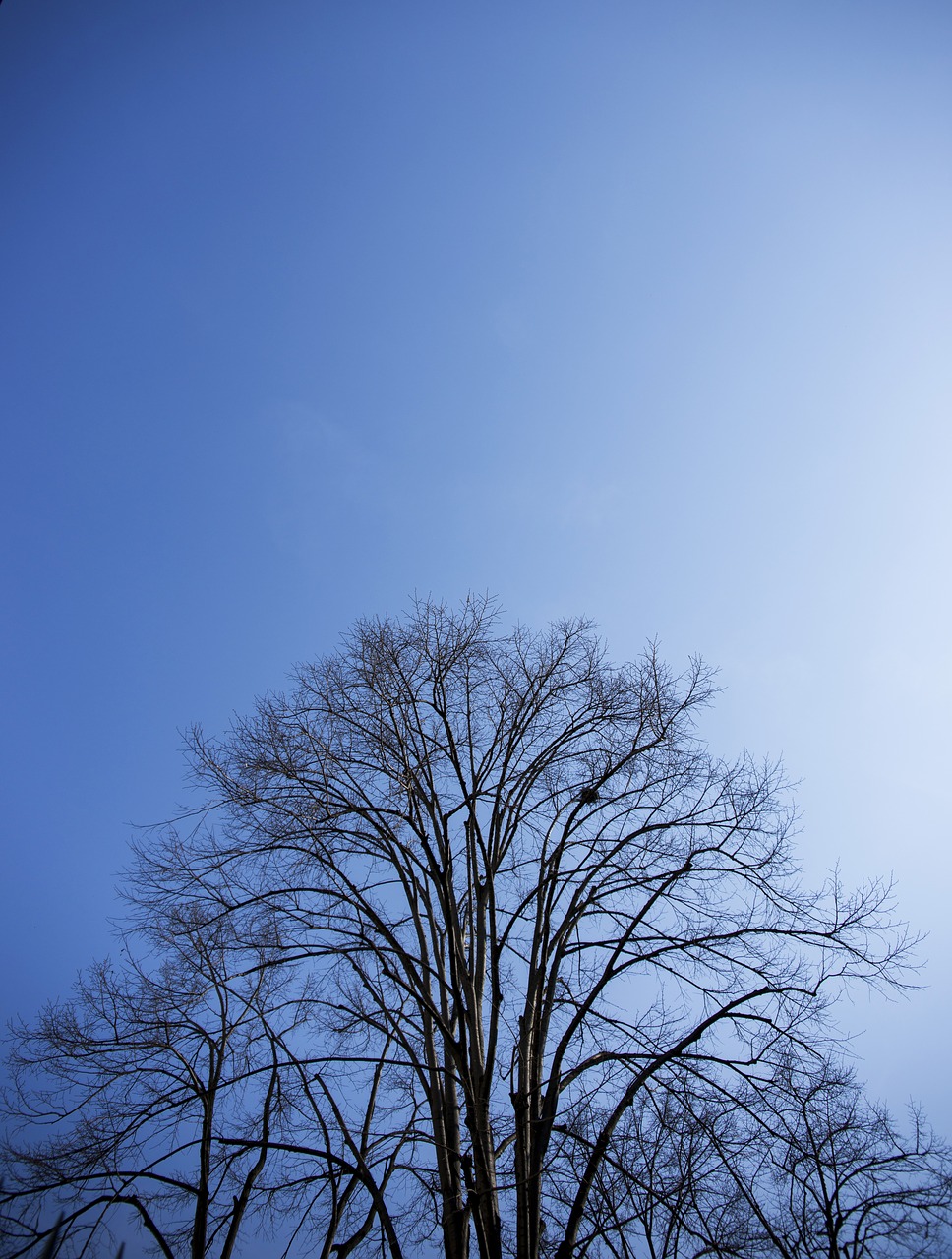 Image - tree blue nature branch leaves