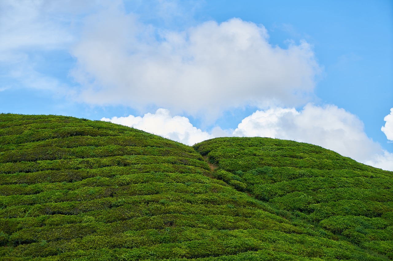 Image - landscape green tea field mountain