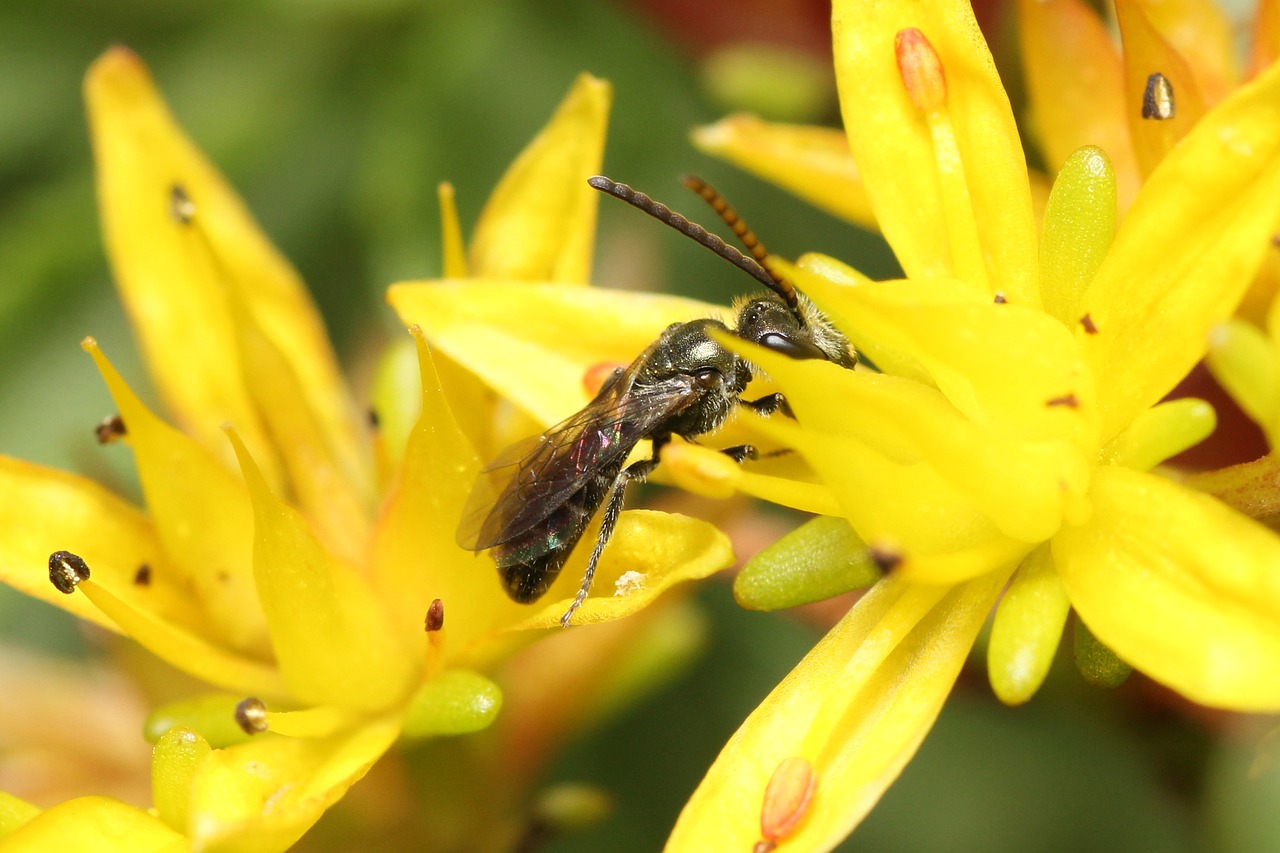 Image - fly blossom bloom yellow insect