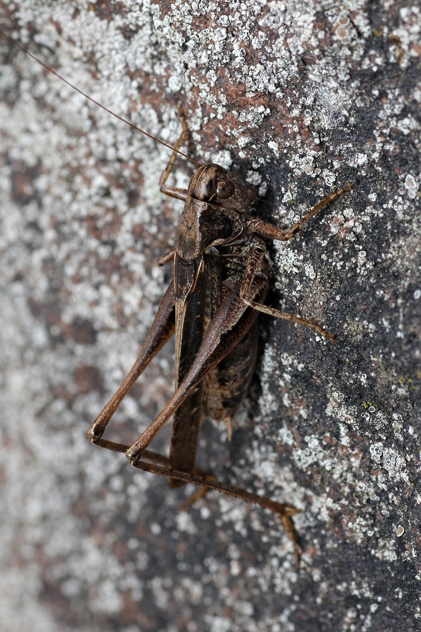 Image - grille grasshopper creature close