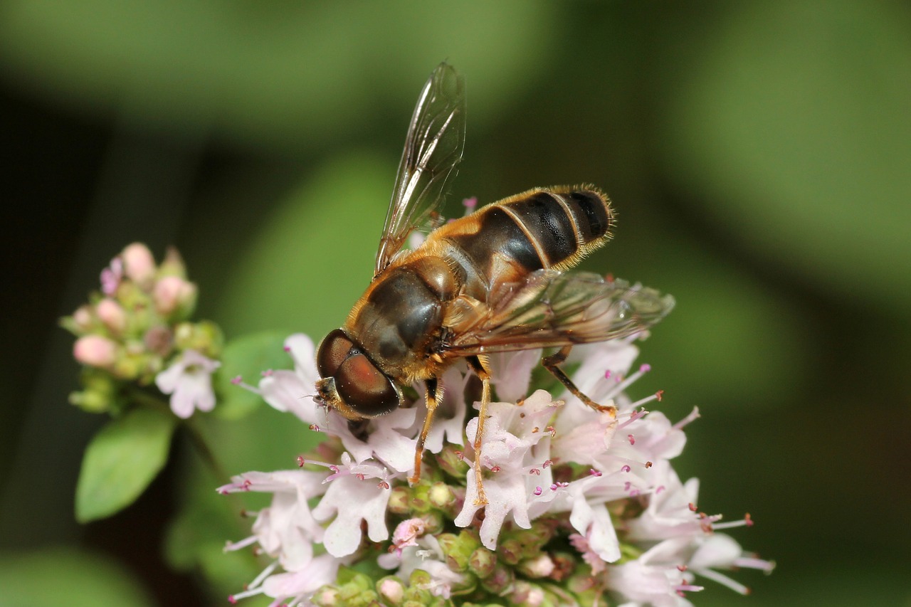 Image - bee flower pollination blossom