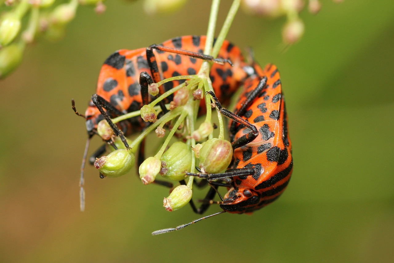 Image - beetle red black blossom bloom