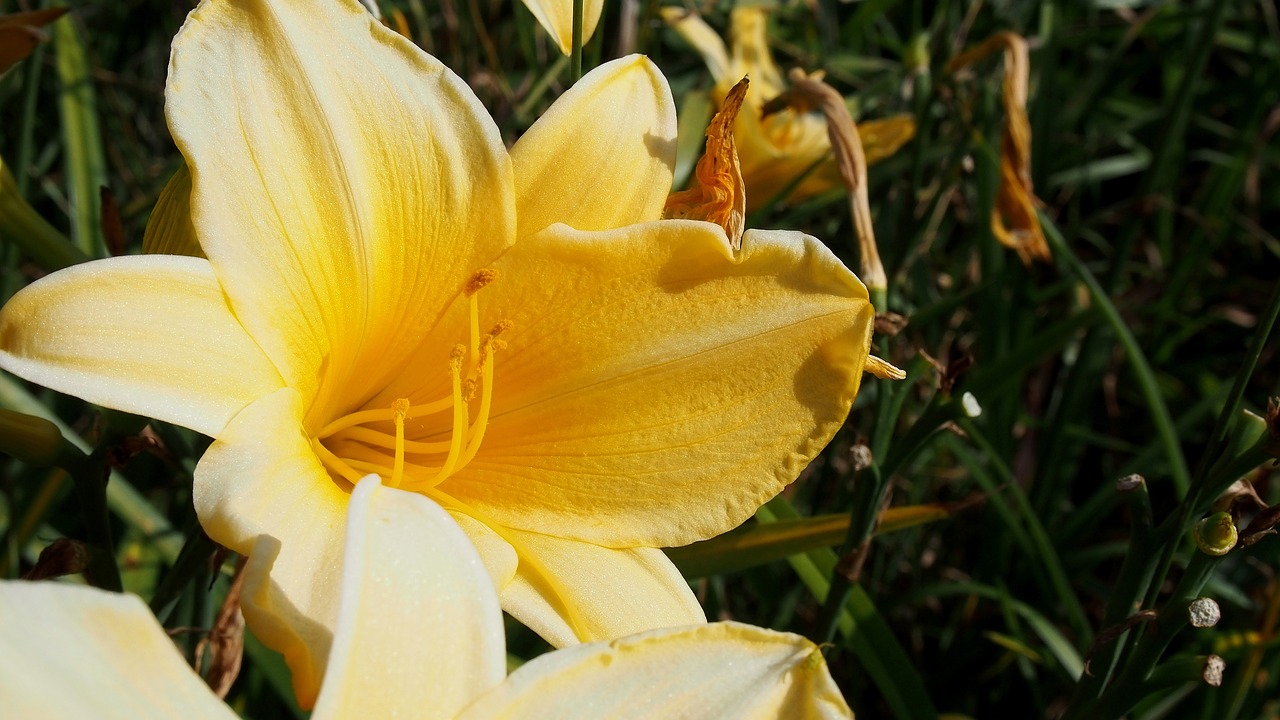 Image - daylily daylilies flower nature