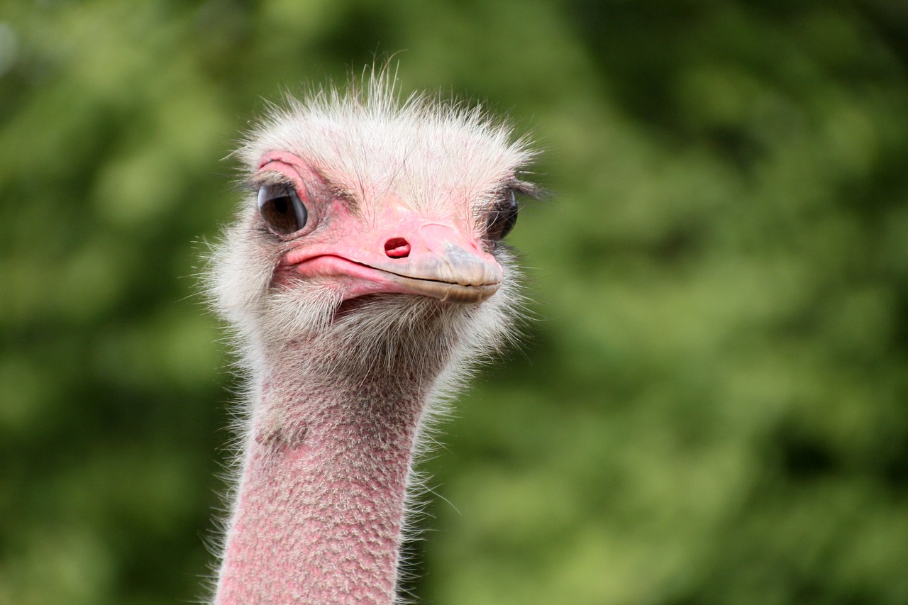 Image - bouquet animals ostrich