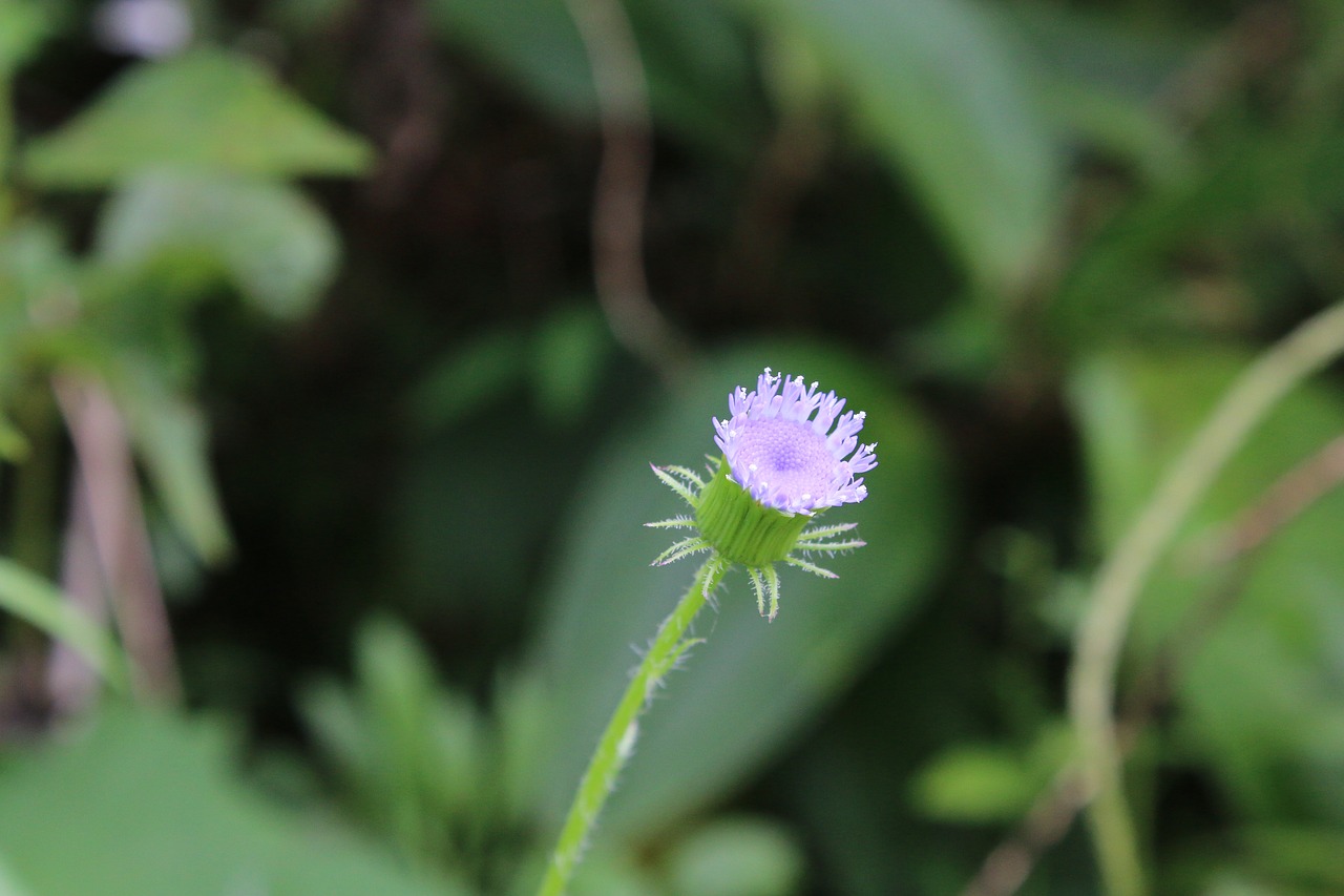 Image - flower violet green natural