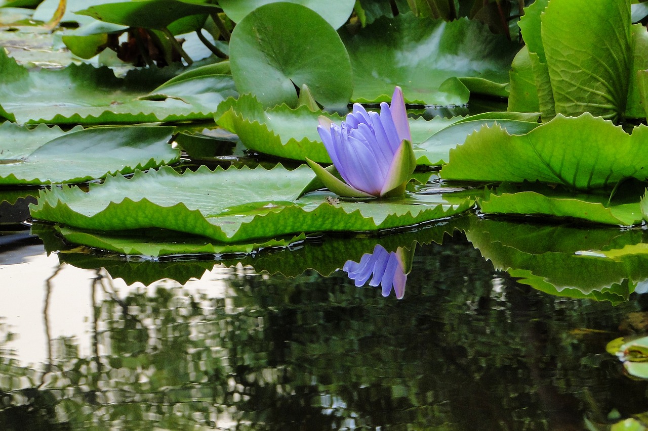 Image - nymphaea alba lotus summer