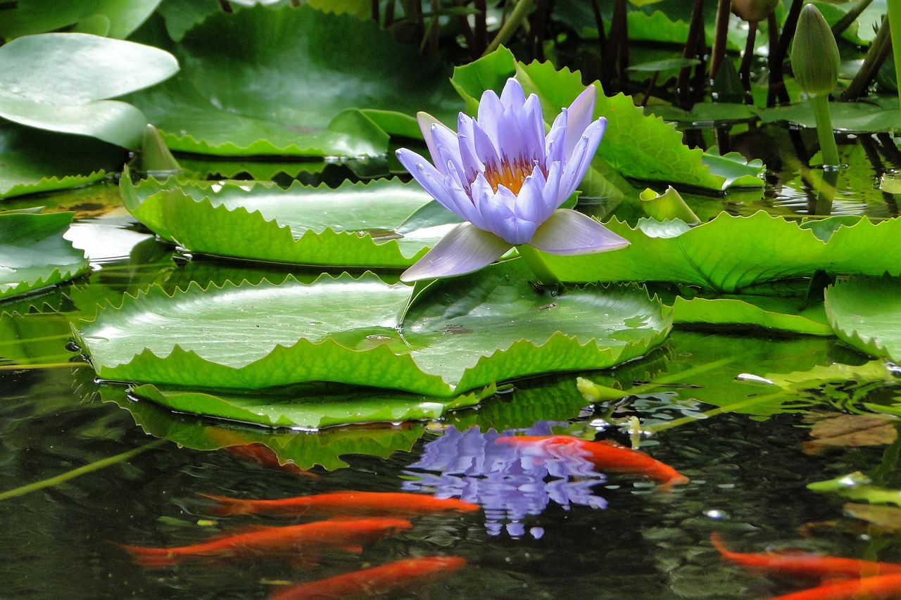 Image - nymphaea alba lotus summer