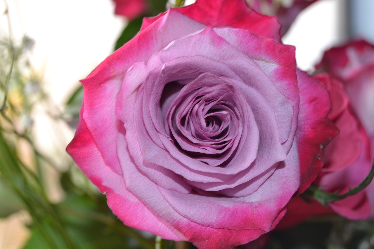 Image - flower rose mauve