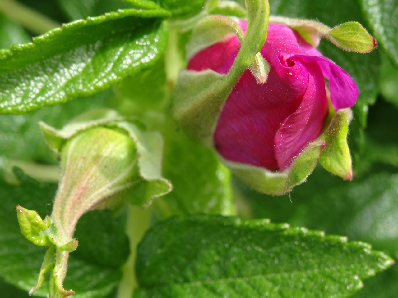 Image - rose hip bud beauty