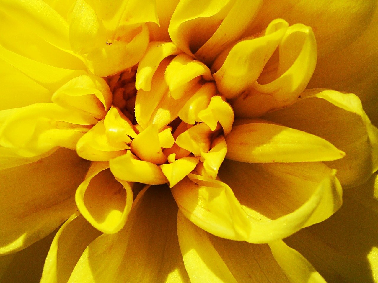 Image - yellow flower macro petals shadow