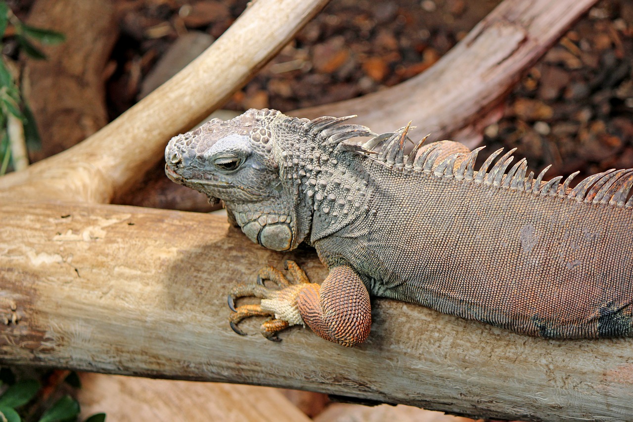 Image - chameleon reptile close tropical