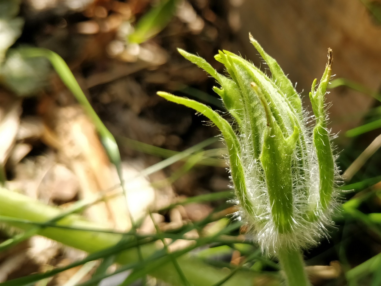 Image - gourd bud fuzzy