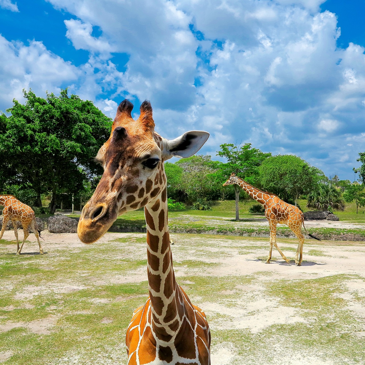 Image - zoo giraffe animal giraffe head