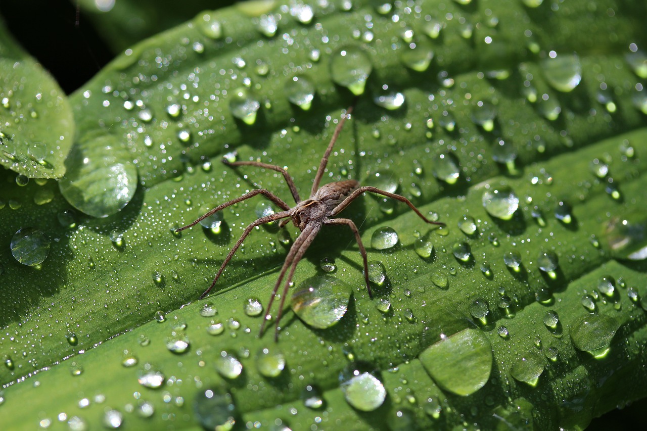 Image - spider between raindrop