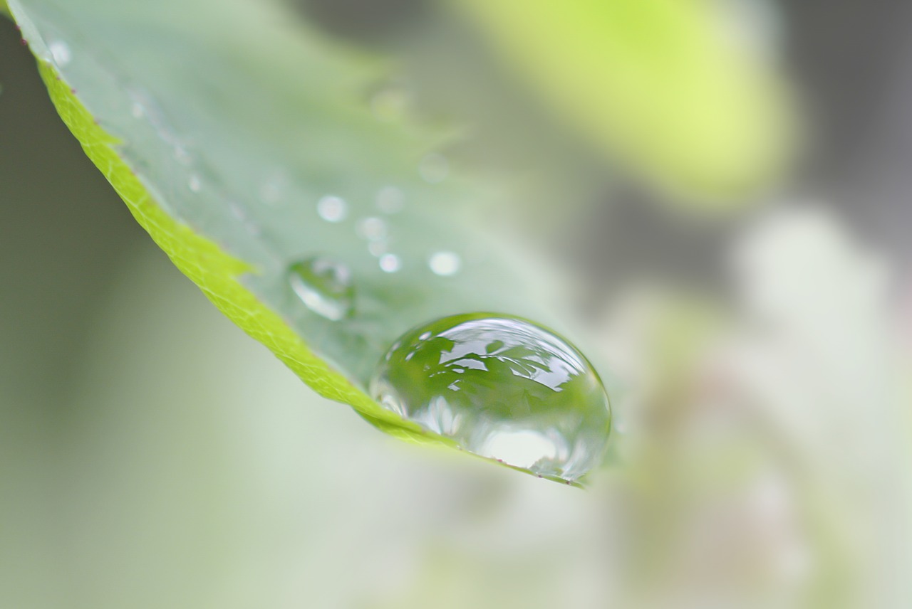 Image - drop forest water dew rain