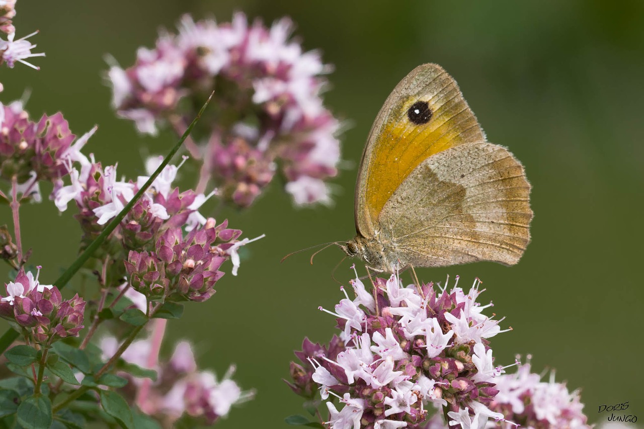 Image - butterfly myrtil oregano flower