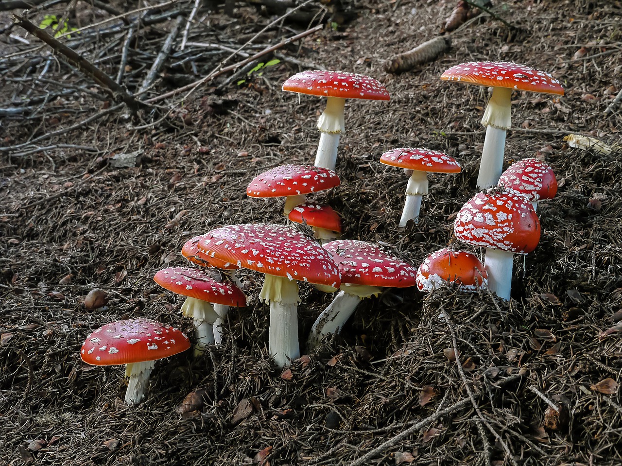Image - amanita muscaria amanita muscaria