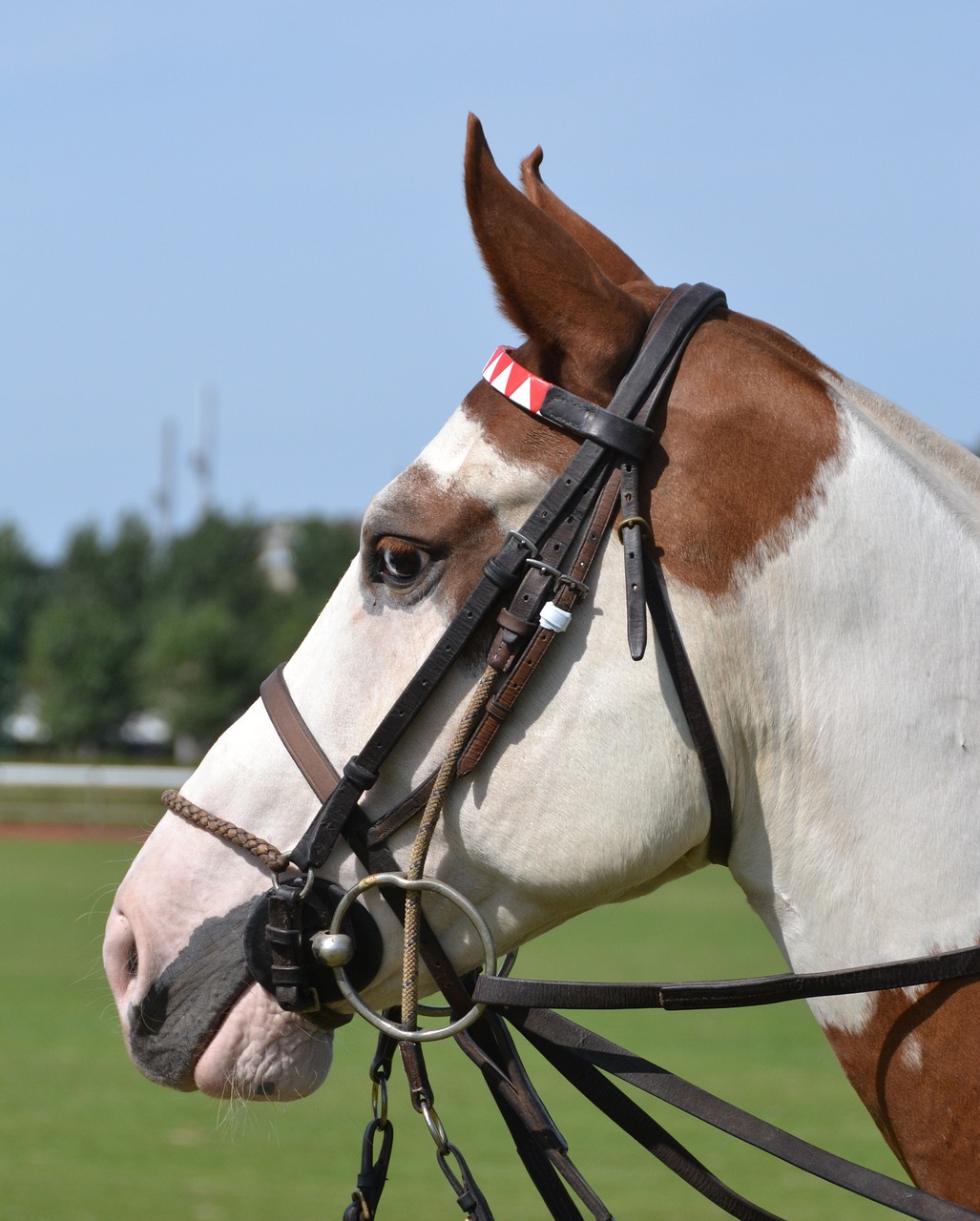 Image - horse sport horseback riding