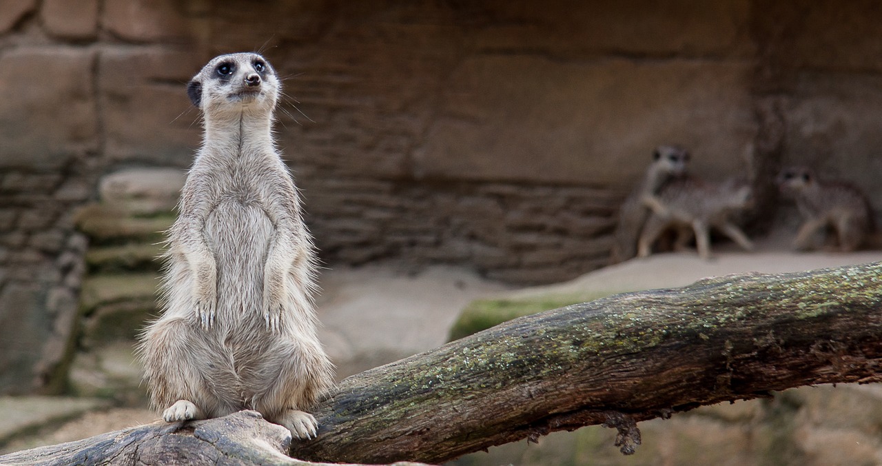 Image - meerkat zoo curious watch animal