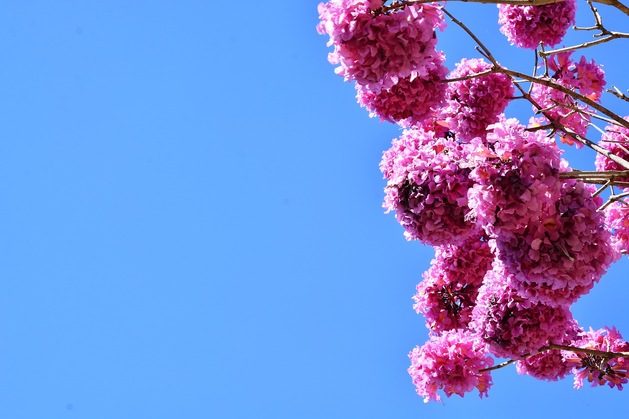 Image - nature ipê cerrado blue sky