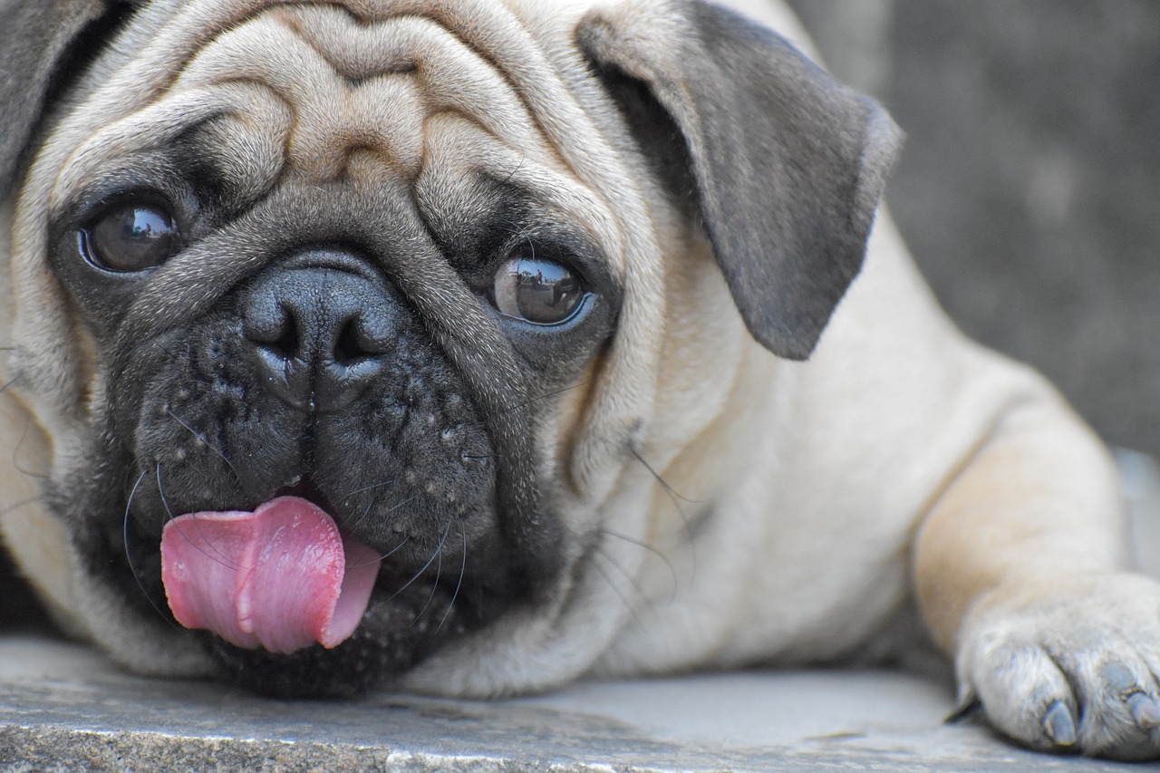 Image - pug doggy pup tongue round eyes