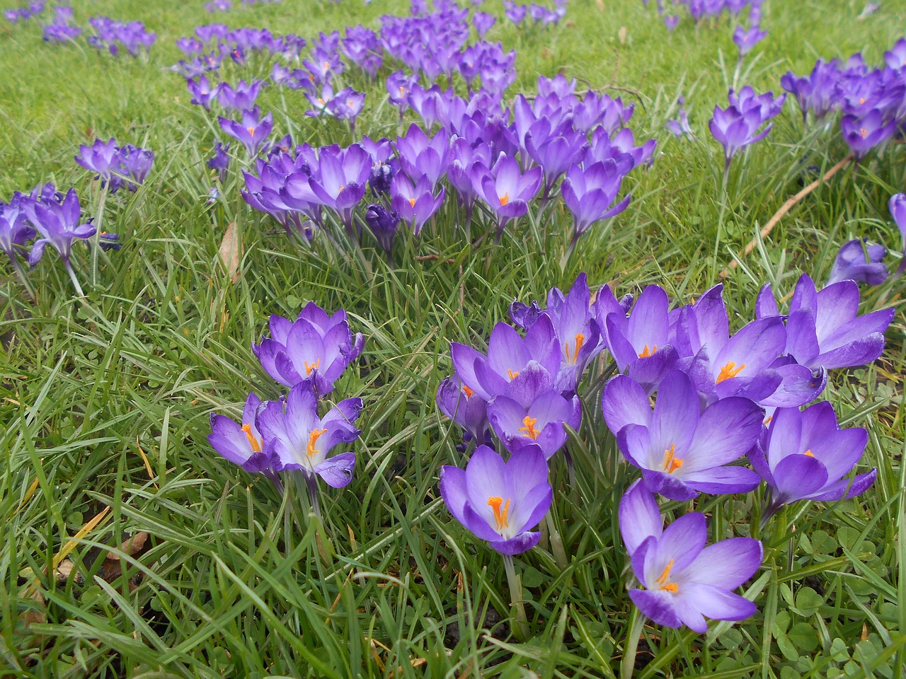 Image - crocus flower spring nature bloom