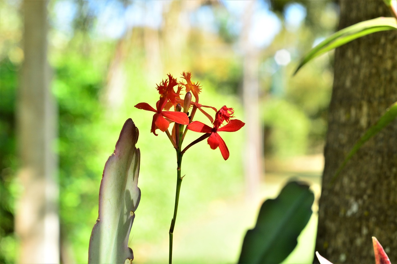 Image - flower orchid botanist garden