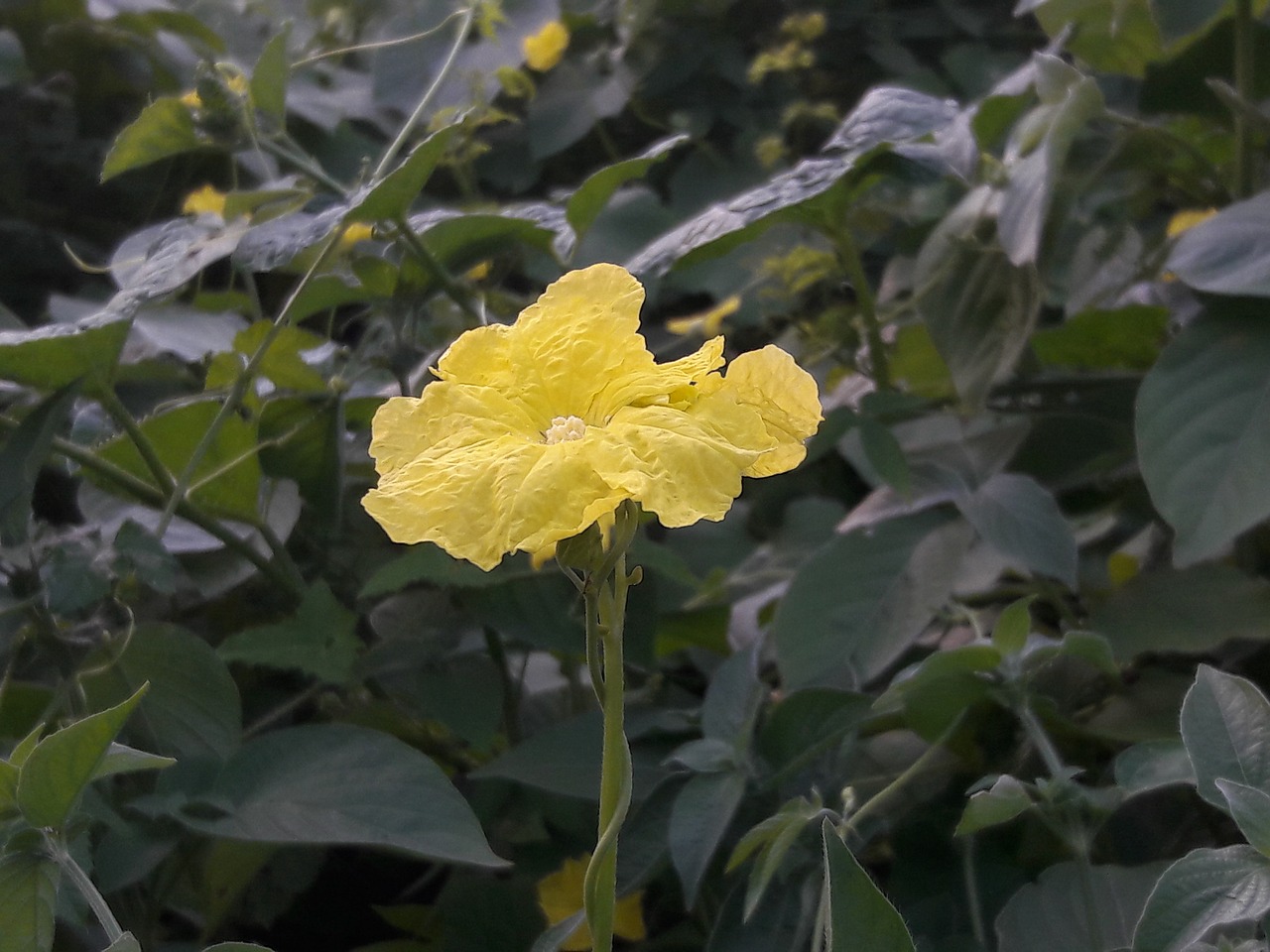 Image - flower of the earth at saidham sirdi