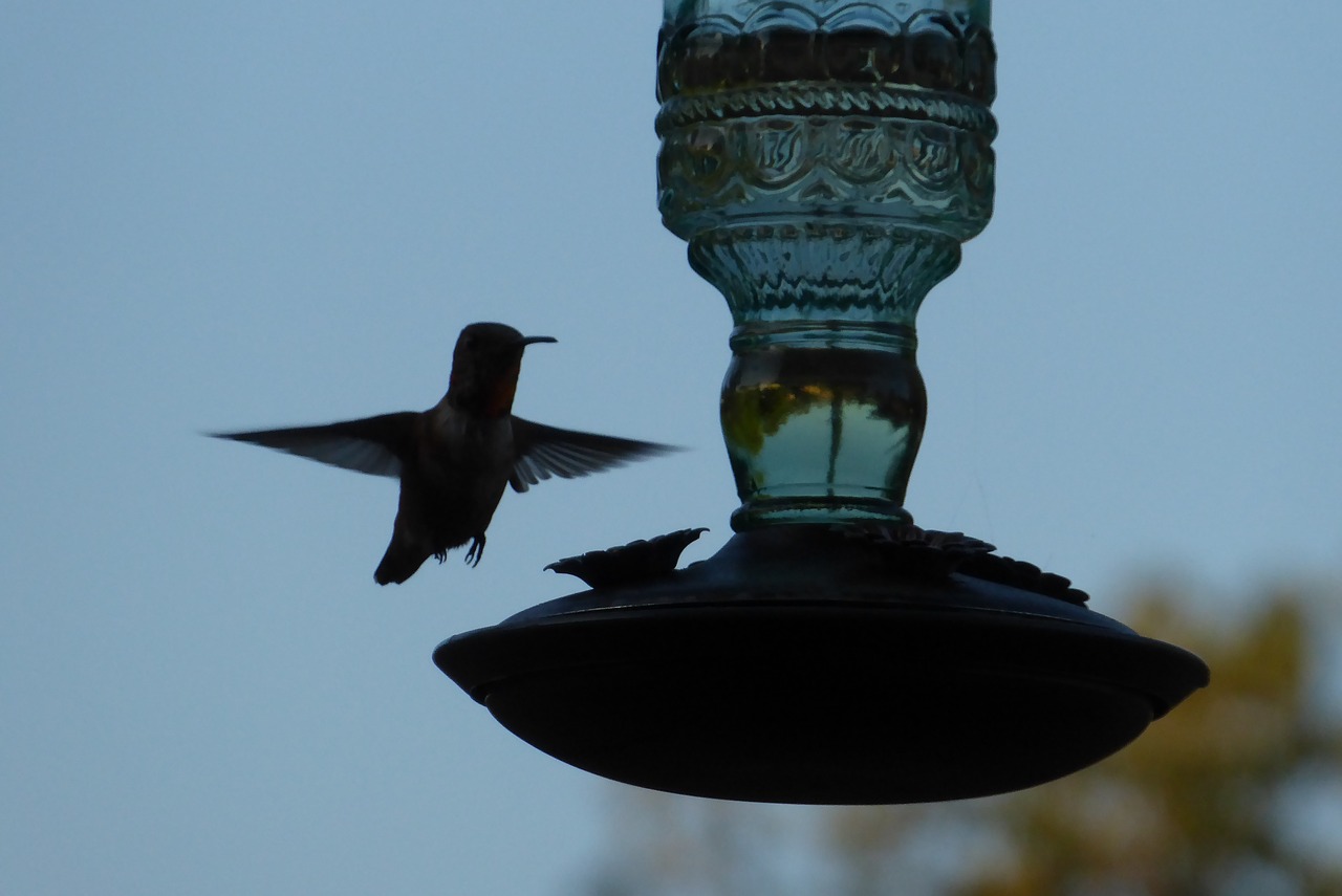 Image - hummingbird in flight feeder