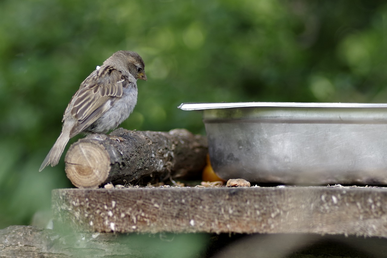 Image - the sparrow bird gray small nature