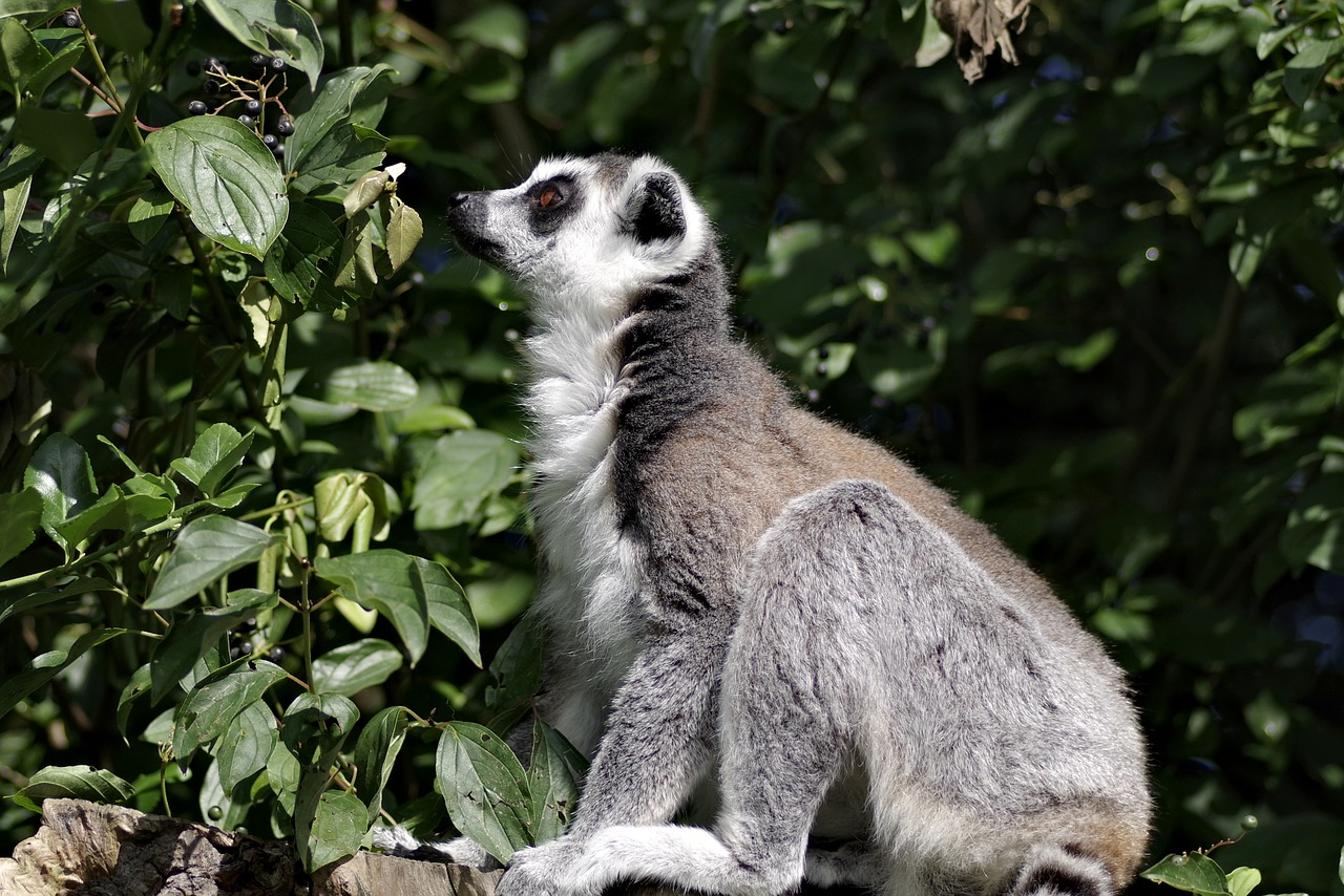 Image - lemur katta mammal animal lemurs