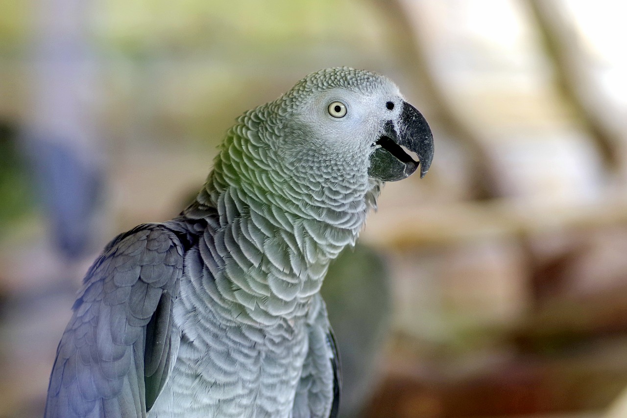 Image - parrot bird exotic nature zoo