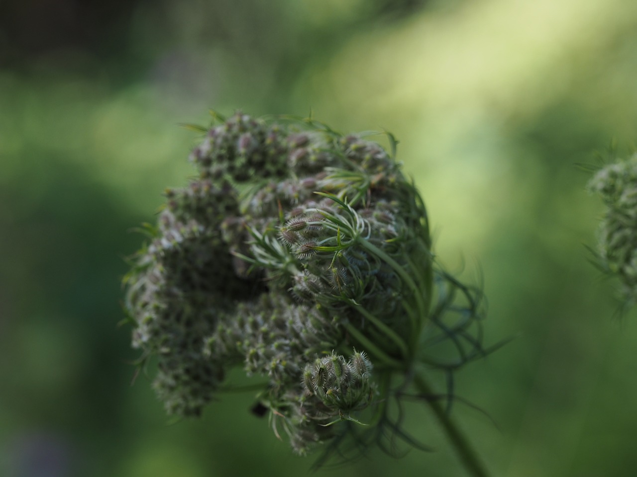 Image - flower wind nature background