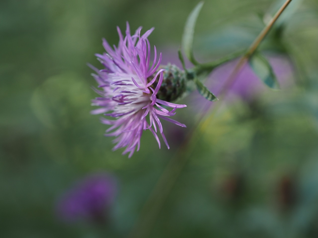 Image - flower purple violet romance love