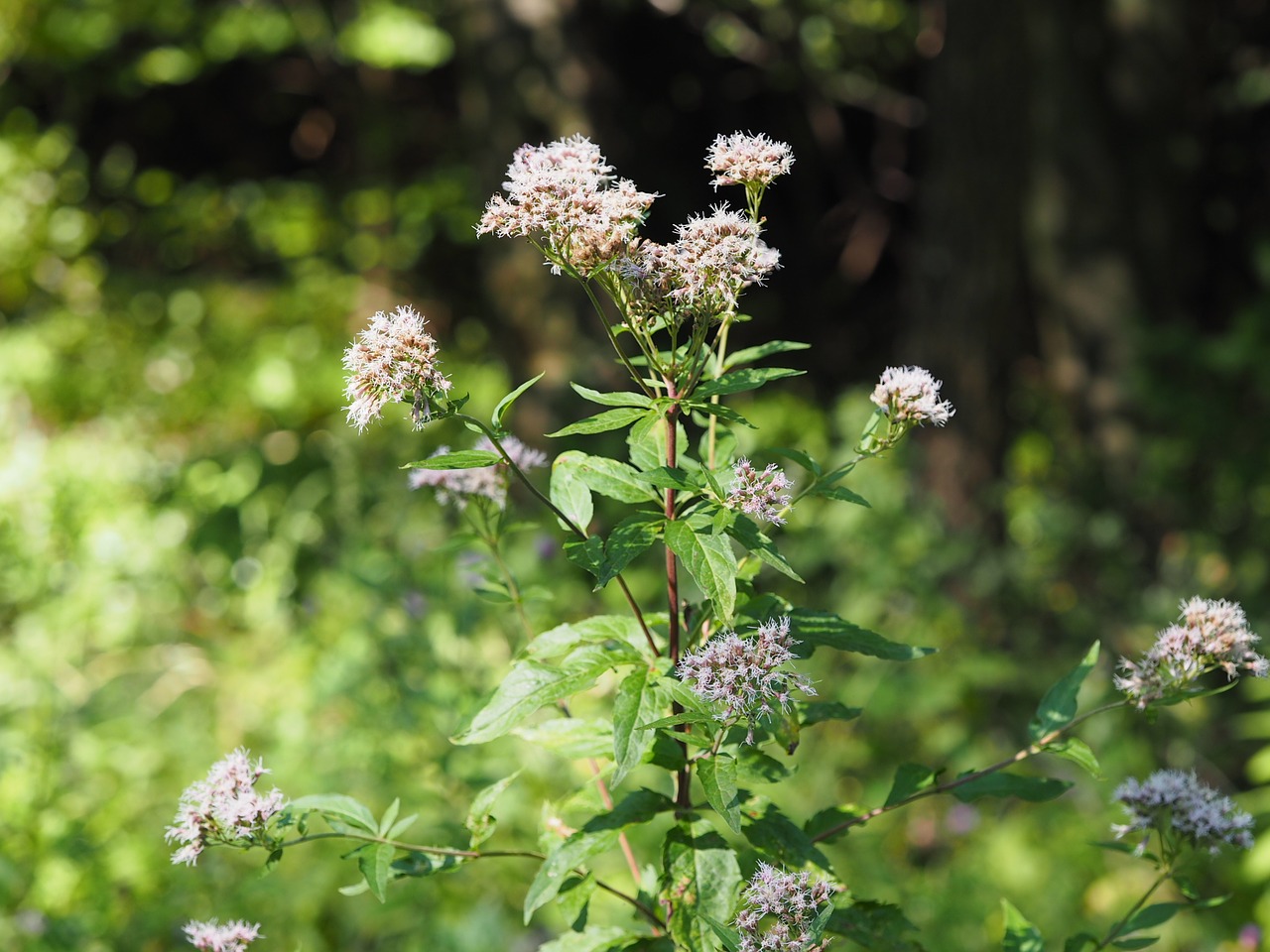 Image - flower forest romance hike wind